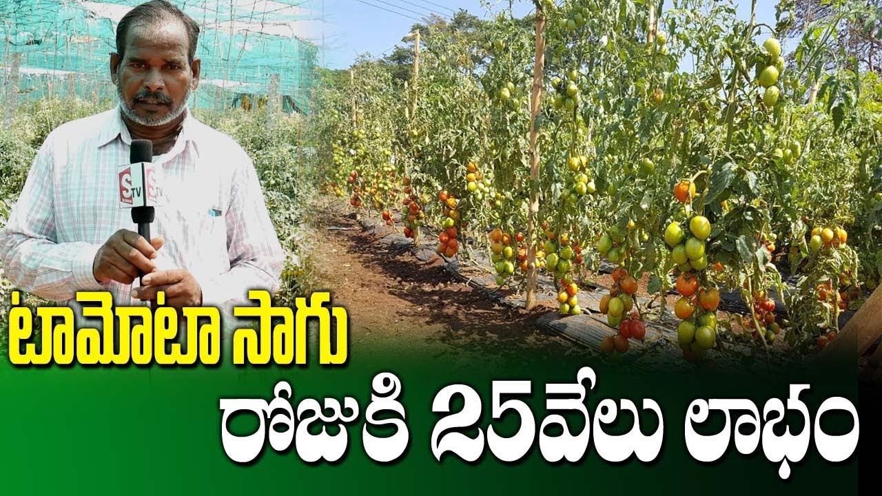 Best Way for Tomato Cultivation || Natural Farming || SumanTV Rythu