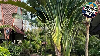 Soft Kad Farang Hangdong | Chiang Mai, Thailand | Hotel Review 🌟 screenshot 1