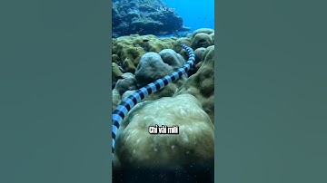 Chỉ vài miligam nọc độc hạ hàng nghìn người, Rắn biển Belcher, loài rắn độc nhất thế giới