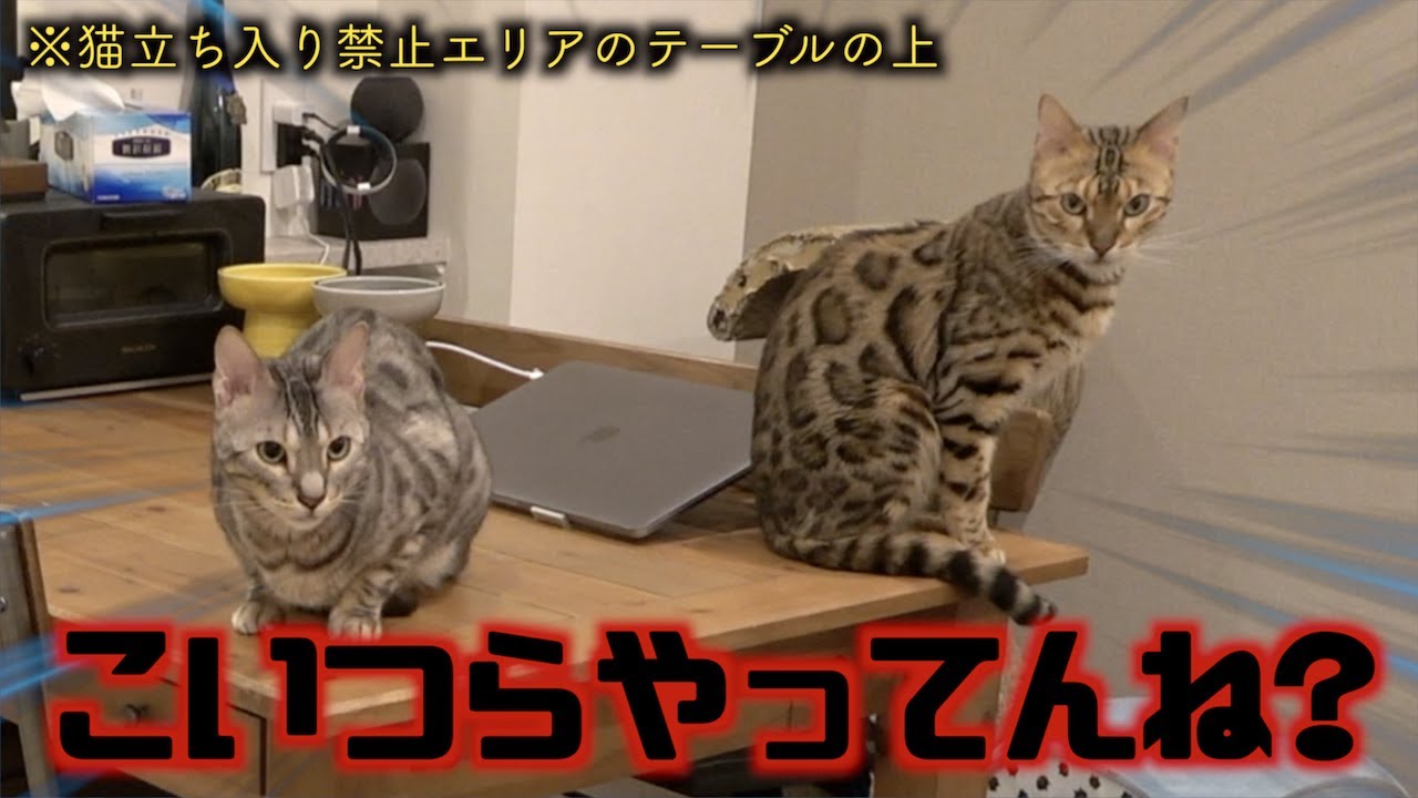 ペット用の監視カメラで猫たちを一週間撮り続けたらイタズラし放題で