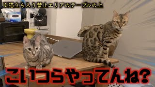 ペット用の監視カメラで猫たちを一週間撮り続けたらイタズラし放題で