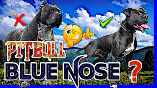 Pitbull blue ►【American Pitbull Terrier de color azul o Blue Nose Pitbull 】✔