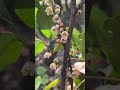 #刷山记录50之山上冬天开的两种白花,一个是#绿茶花 还是#油茶花?另一个小白花是什么花?#野生植物#花卉植物