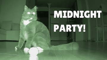 What do cats do when everyone is sleeping? | Uni and Nami