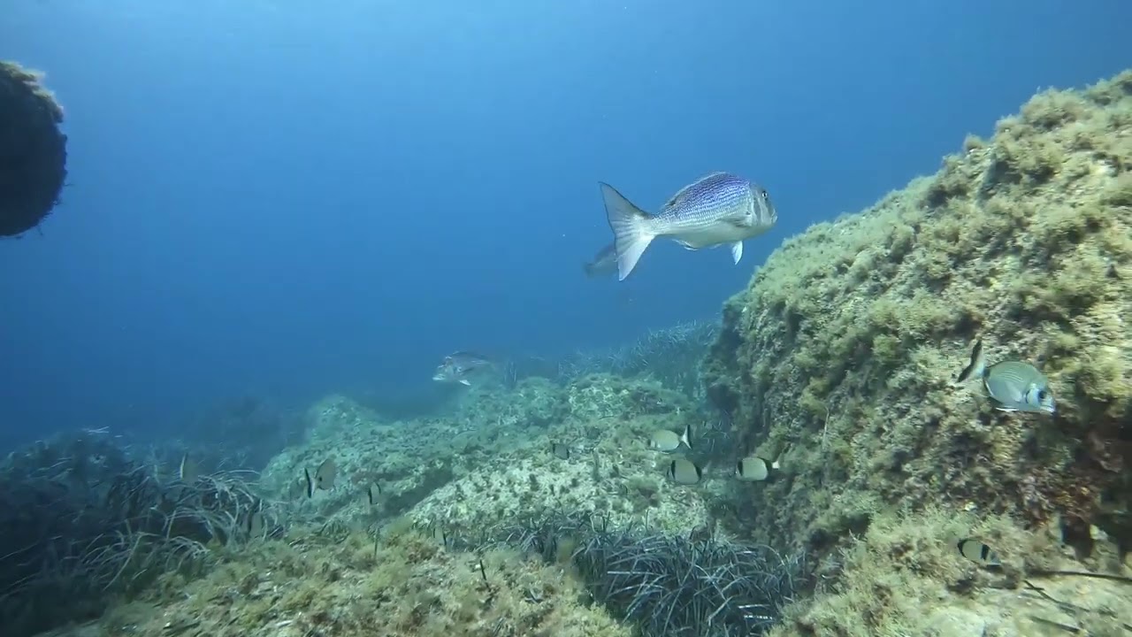 Denticioni in 15 metri d'acqua a Villasimius