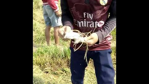 Bắt chuột đồng xem cười đau bụng