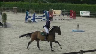 Nascar Van T Siamshof 4Yo Gelding Wvur Pottes