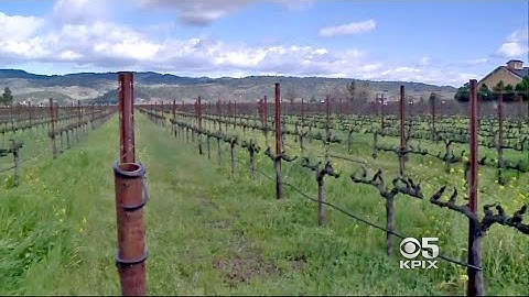 Napa Valley Grape Growers Brace for Cold Snap
