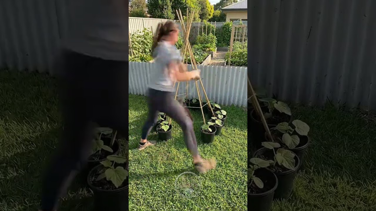 The Best Way to Grow Cucumbers 🥒🌱