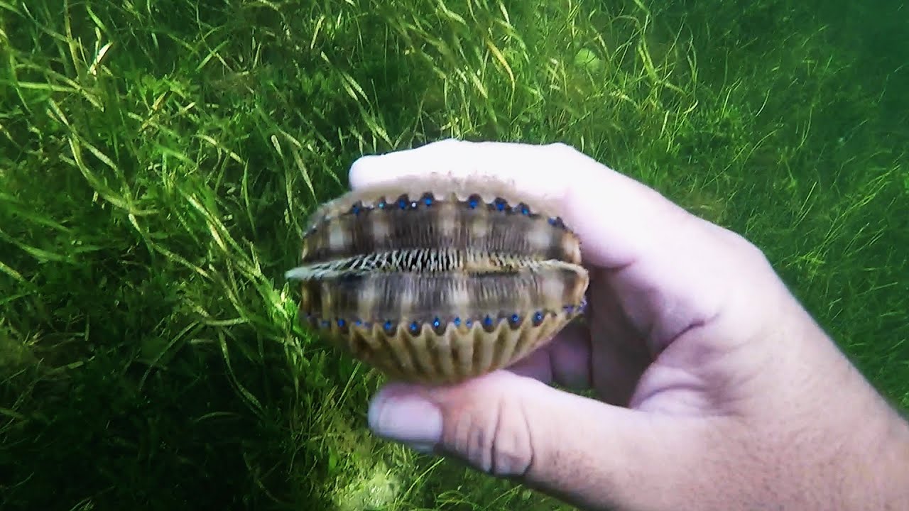 Florida's 2021 scalloping season opens on July 1 in Crystal River