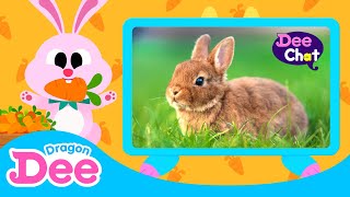 How To Win Bunny In A Race? Fun Facts About Rabbit Animal Songs Dragon Dee Songs For Kids