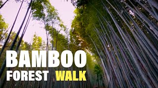 Walk in Kyoto Arashiyama Bamboo Forest