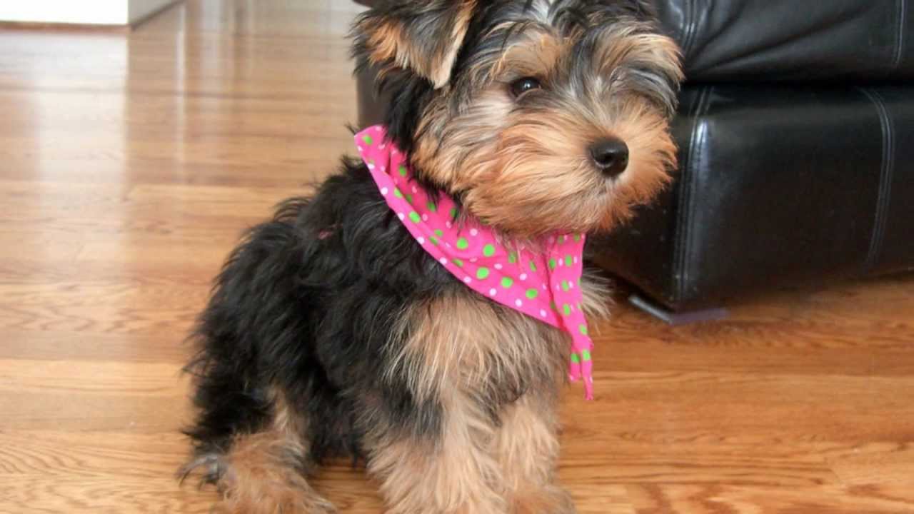 Image Result For Yorkshire Terrier Red