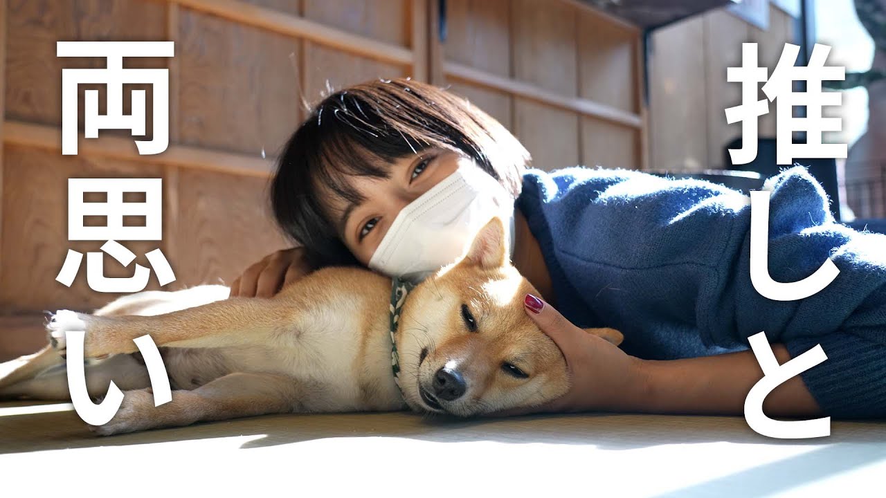 【豆柴】豆柴カフェで癒されすぎてデレデレになった。【癒し動画】