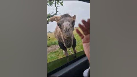 OMG😱Dangerous Camel attack #Shorts #Amazing videos.