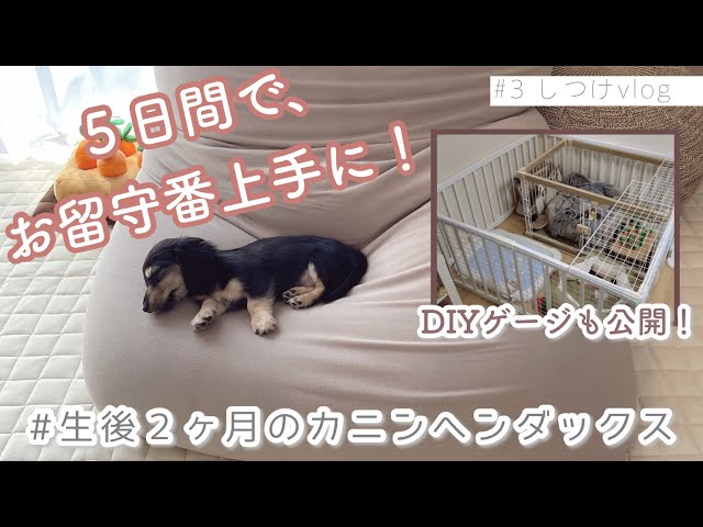 【 子犬しつけ 】頑張るイッヌの姿がなんとも言えないです… class=