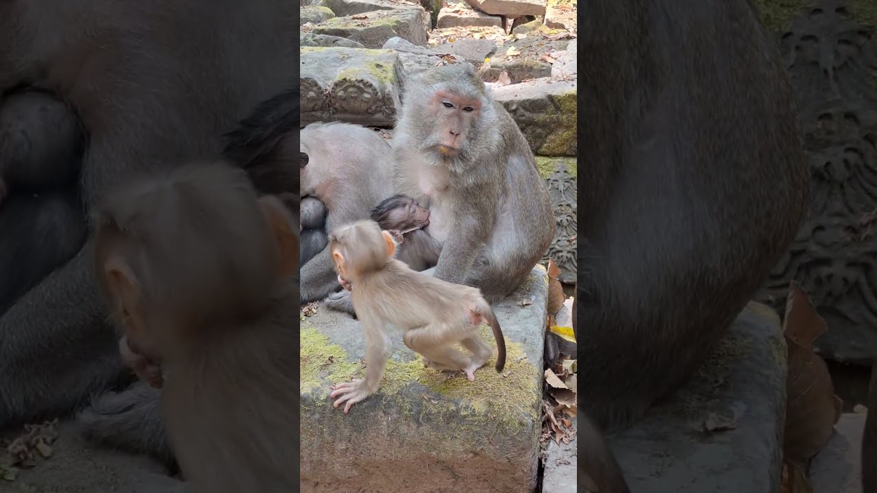 Angkor Monkey Family, 
