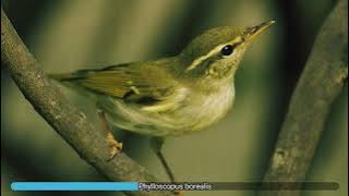 Phylloscopus borealis
