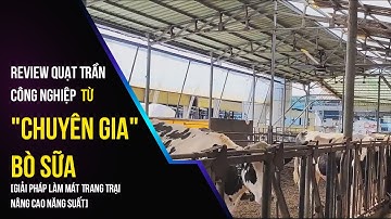 Review Quạt Trần Công Nghiệp Từ "Chuyên Gia" Bò Sữa | Giải Pháp Làm Mát Trang Trại