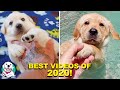 TOP 10 CUTEST LABRADOR VIDEOS OF 2020!!