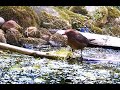 Vogel badet am Teich Miniteich Vogelgezwitscher, Amsel Singvogel Vogelgesang, Wildkamera Beobachtung