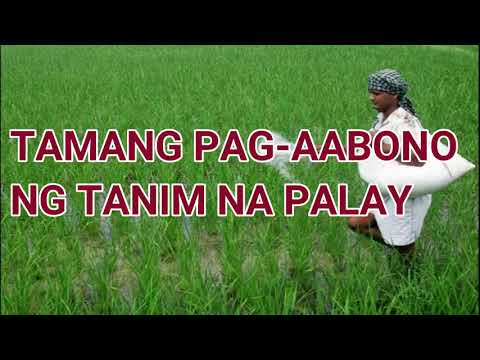 Video: Anong Mga Pataba Ang Ilalapat Sa Taglagas