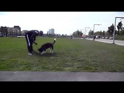 Video: Kako trenirati pse aljaske malamuta
