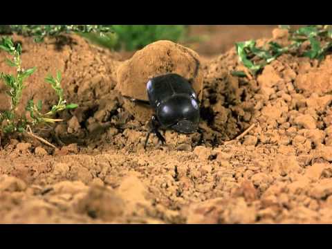 Video: Yuav Ua Li Cas Loj Hlob Dung Beetles Koprinus - Me Ntsis Paub Edible Nceb