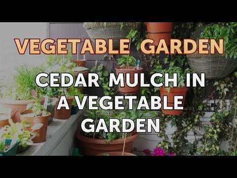 Cedar Mulch In A Vegetable Garden You