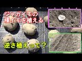 【家庭菜園】ジャガイモの種イモを植える　逆さ植えって？