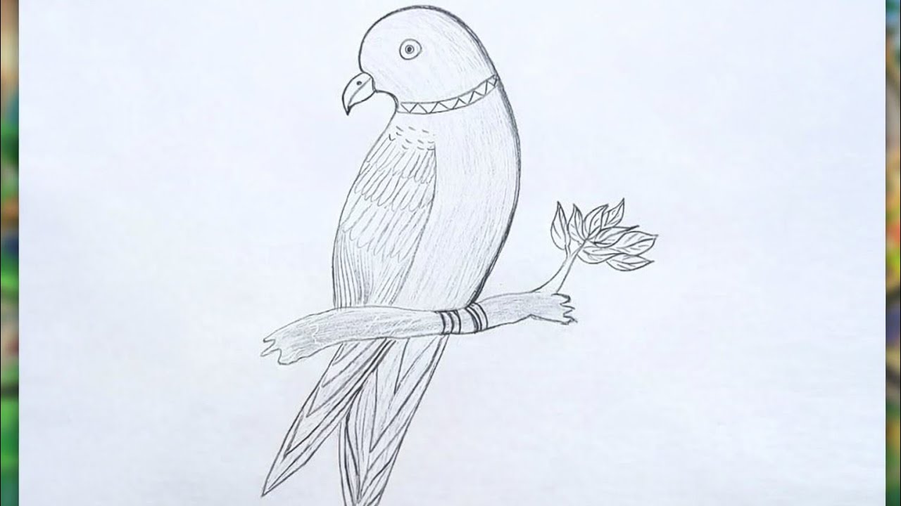  How to Draw a Parrot | Easy Step-by-Step Drawing for Beginners