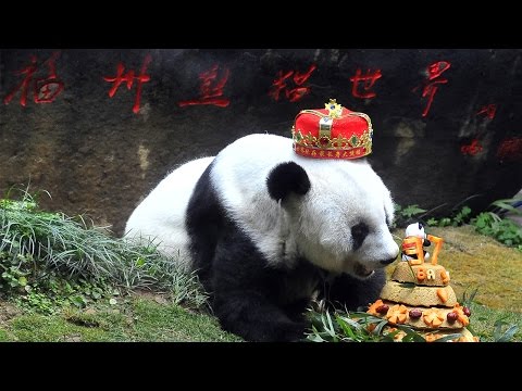 World's oldest giant panda Basi celebrates 37th birthday