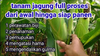 cara menanam jagung dari awal sampai panen