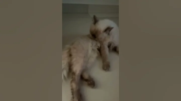 Video 11261651: funnycats pets catlover cats, kitten pets funnycats catlover, pets funnycats catlover cute, cats pets catlover funny