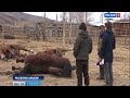 Причина массового падежа лошадей названа в Хакасии