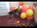 Funny Dogs with Balloons