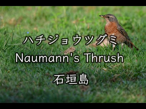 【野鳥撮影】ハチジョウツグミ Naumann's Thrush 野鳥観察