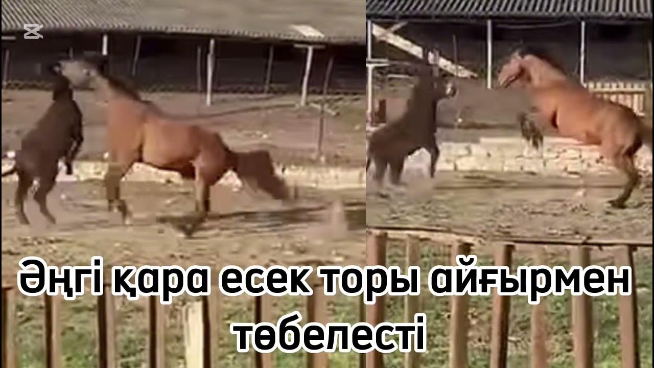 Анамның порно видеосын көру