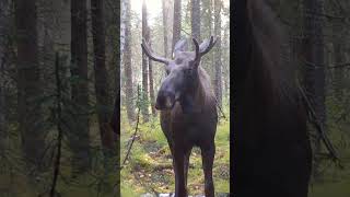 Young Alaskan Bull Moose #alaskawildlife  #alaskamoose