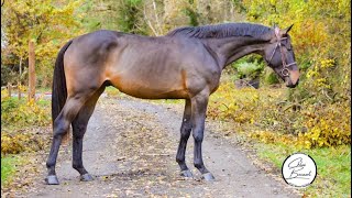 FOR SALE - 2021 stallion CONTHARGOS X L’ARC DE TRIOMPHE