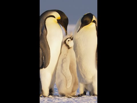From Africa to Antarctica, discover extraordinary penguin footage. #SecretsOfThePenguins #ourHOME