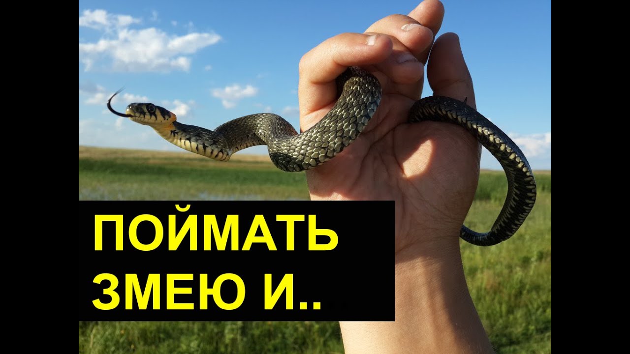 2 выпуск змея. Ловля змей. Ловля змею. Змея на рыбалке. Змея поймала рыбу.