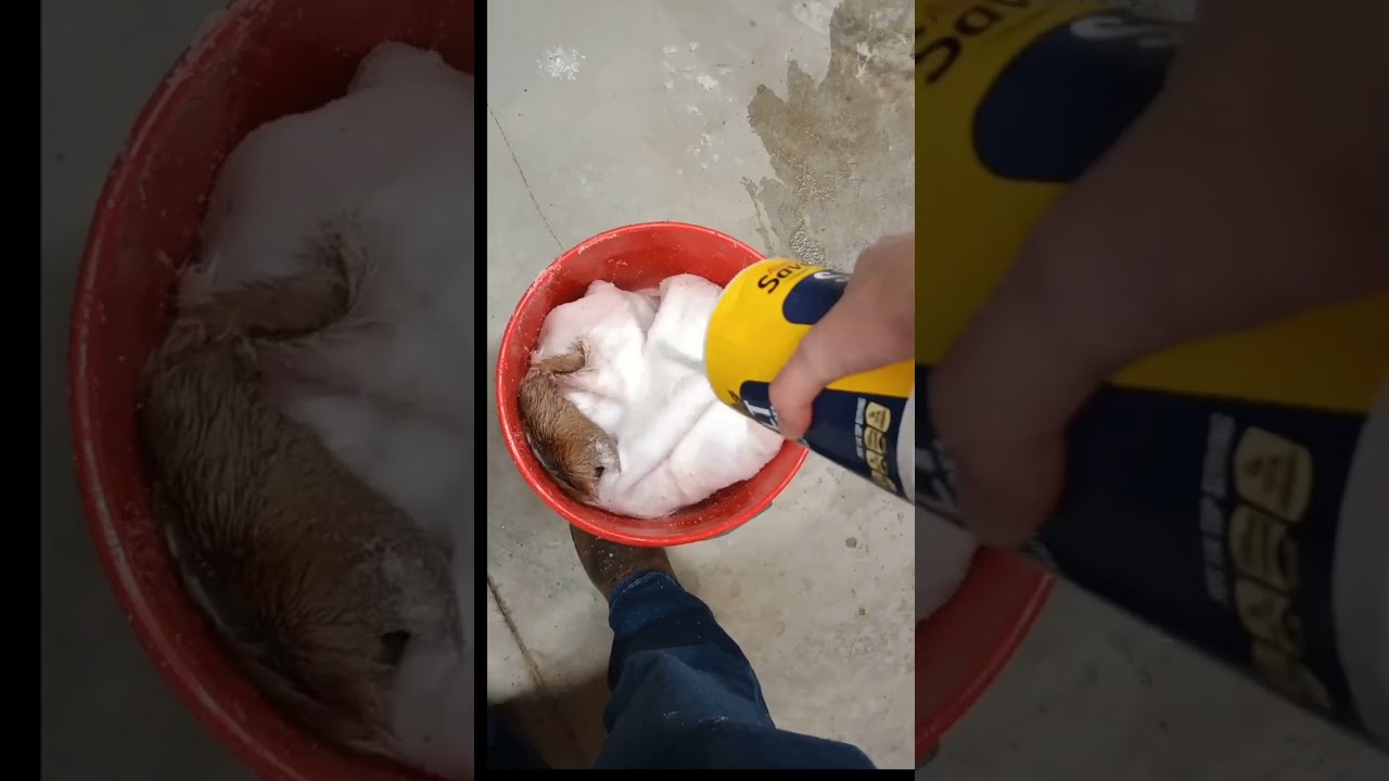 Full Video Of Deer Hide Tanning Process.🦌