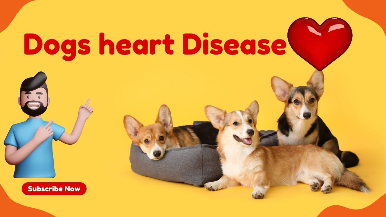 dog heart disease top 5 natural remedies dog heart touching video