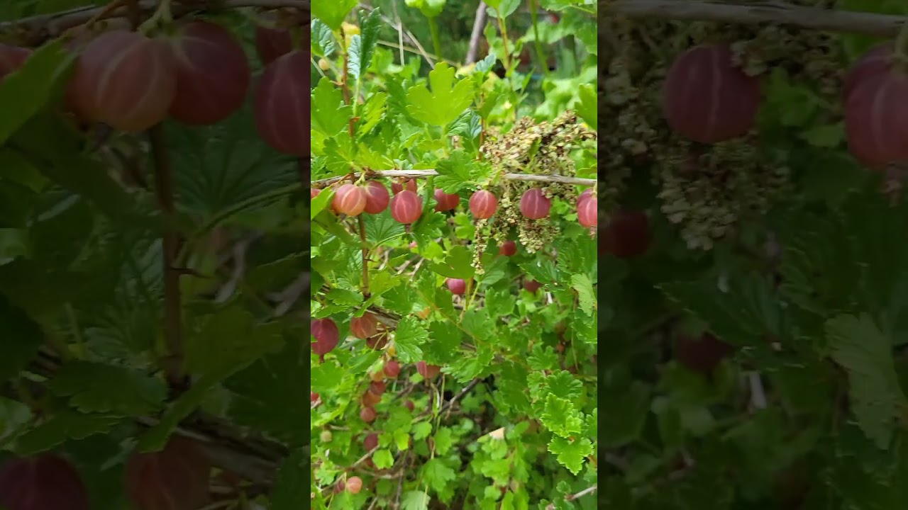 Getting ready slowly the 