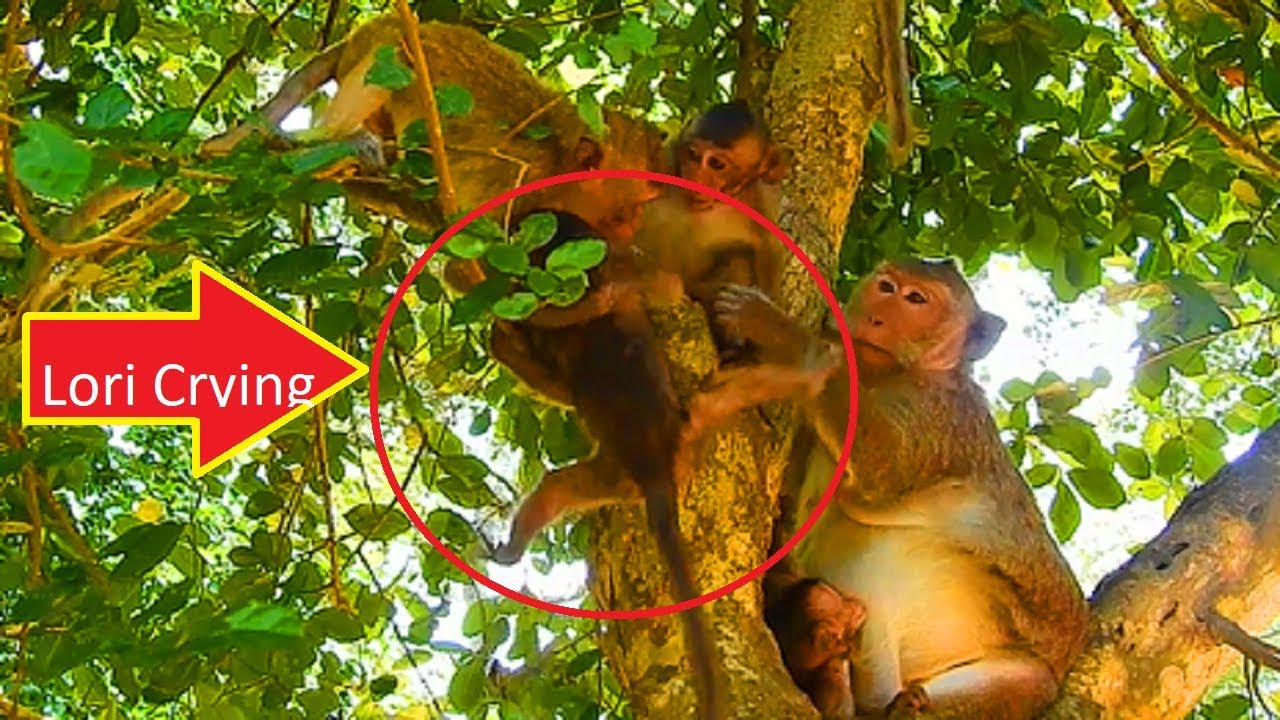 Breaking Heart! Lori Crying So Loudly When Couldn't Climb, But Little Boy Help, Not Not Amari, Why?