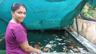 Koi Carp Feeding Time Koi Carp Feeding Time