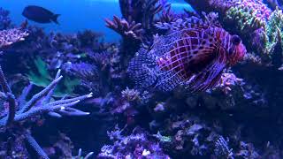 Minute Meditation - Dragonfish and Friends part 2