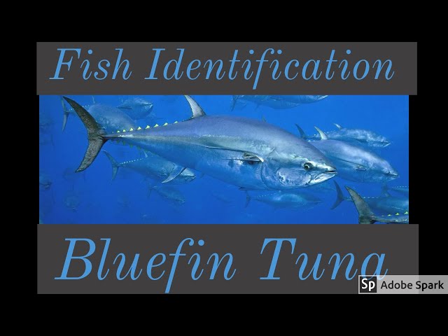 Southern Bluefin Tuna - Species Guide