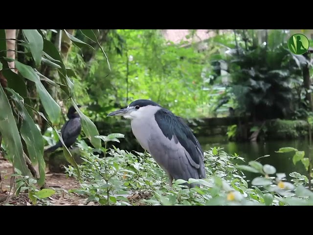 2 HOURS with Sounds of Nature: Birds, Flowing Water, Stream (HD) class=